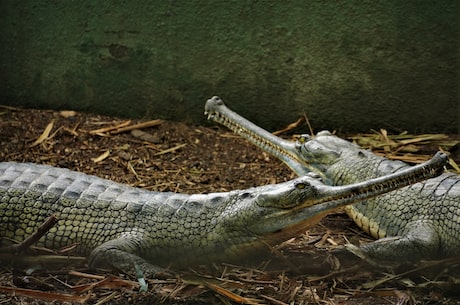 crocodiles(闪电速览：来自非洲的肉食动物——鳄鱼)